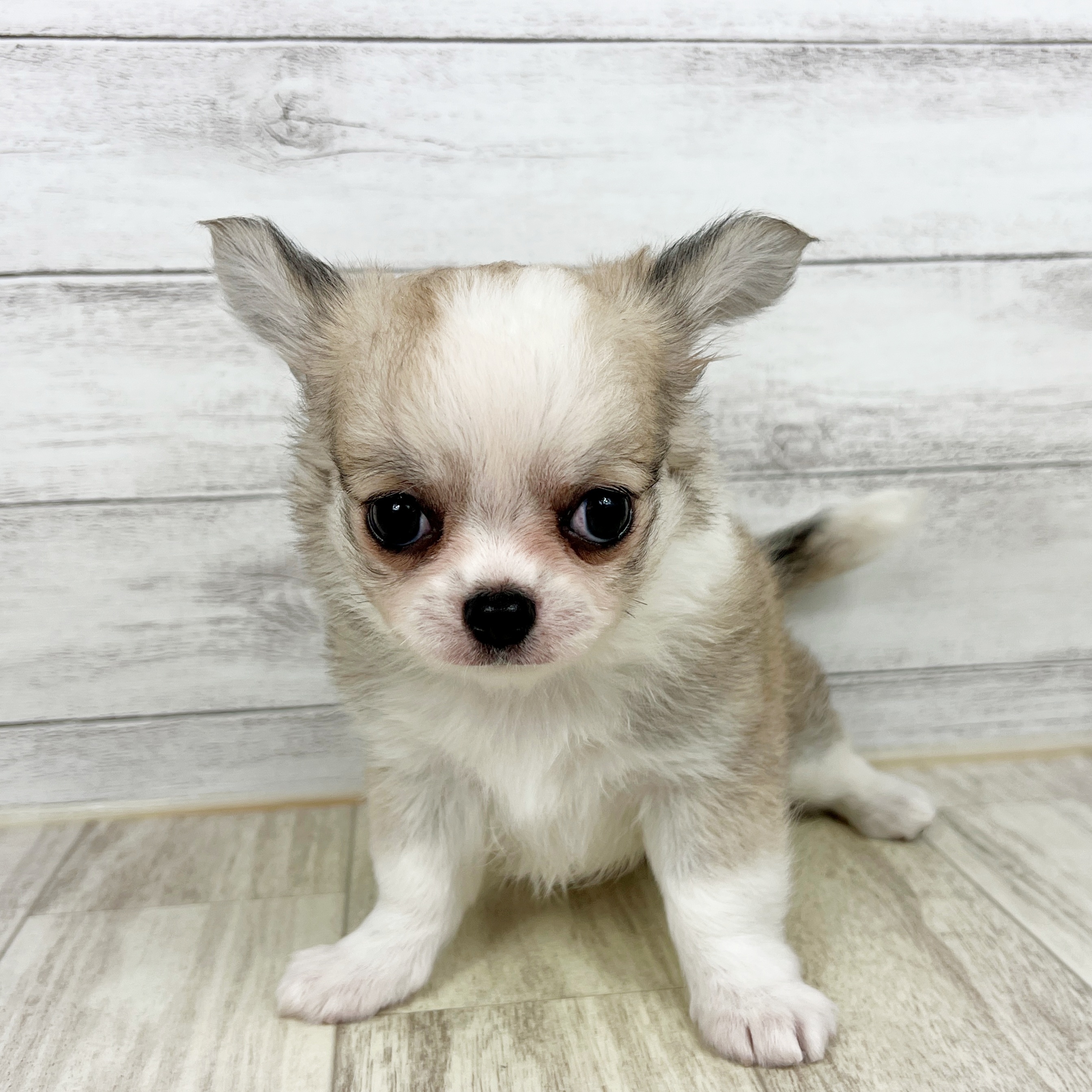 兵庫県のチワワ(ロング) (犬の家＆猫の里川西店/2025年8月23日生まれ/女の子/クリームセーブルホワイト)の子犬