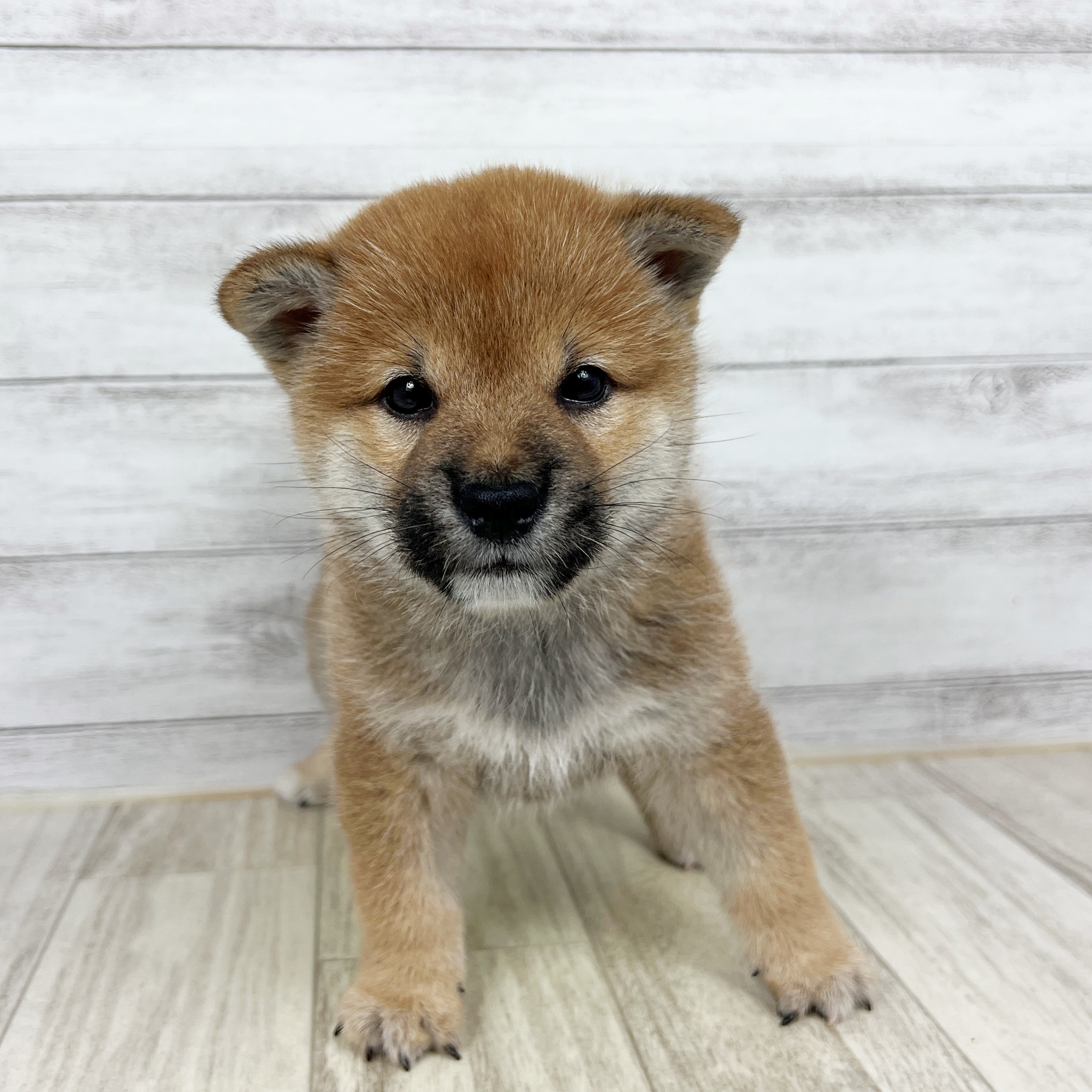 長野県の柴犬(標準サイズ) (犬の家＆猫の里塩尻店/2025年8月22日生まれ/男の子/赤)の子犬の4枚目の画像