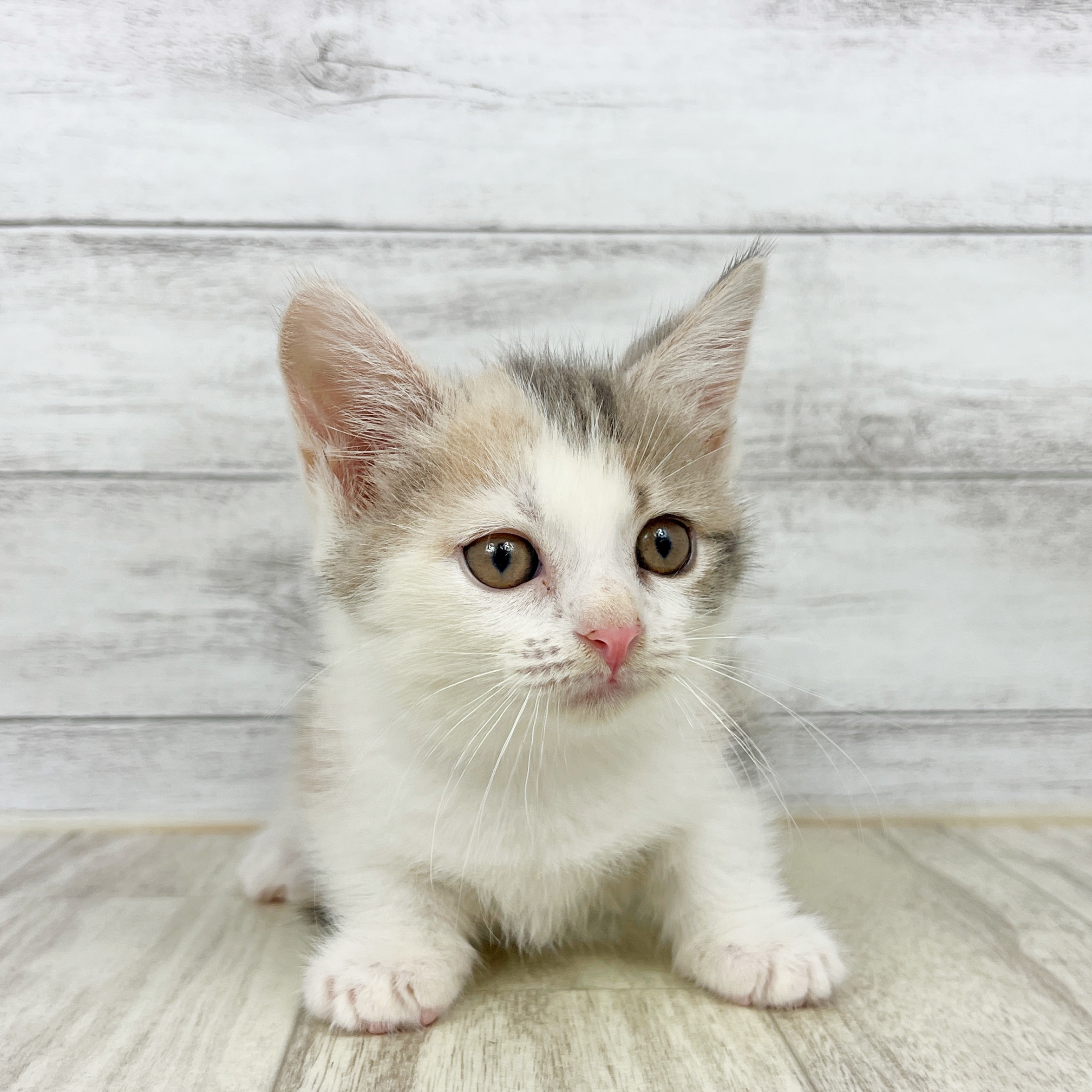 兵庫県のマンチカン (犬の家＆猫の里川西店/2025年8月22日生まれ/女の子/ダイリュートキャリコ)の子猫の4枚目の画像