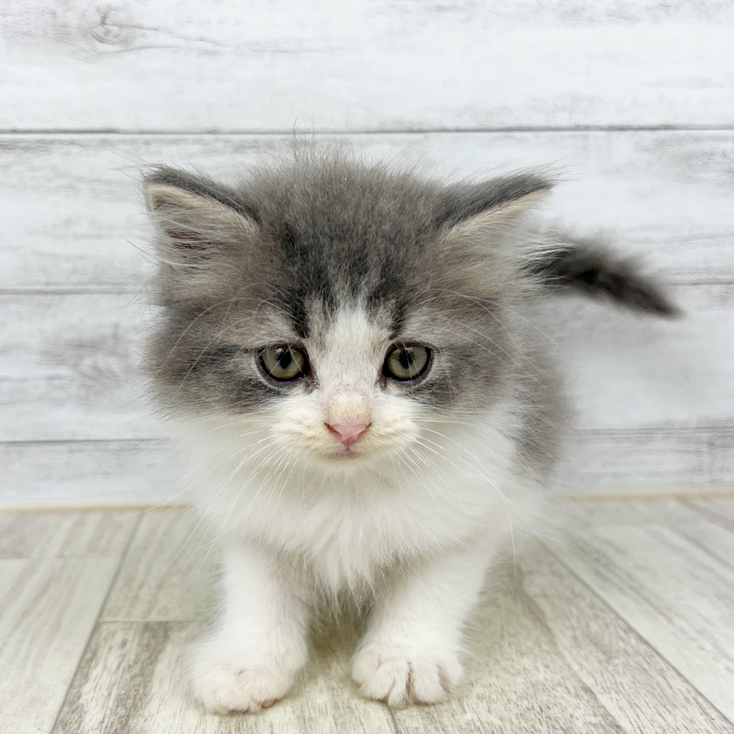 兵庫県のスコティッシュストレート (犬の家＆猫の里川西店/2025年8月23日生まれ/男の子/ブルーホワイト)の子猫