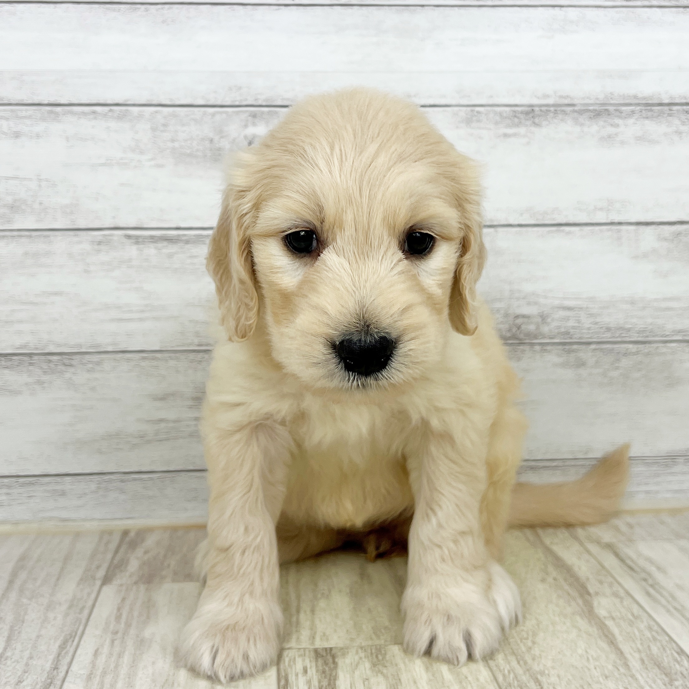 福井県のゴールデンドゥードゥル(ゴールデン×プードル) (犬の家＆猫の里福井店/2025年8月23日生まれ/女の子/クリーム)の子犬の2枚目の画像