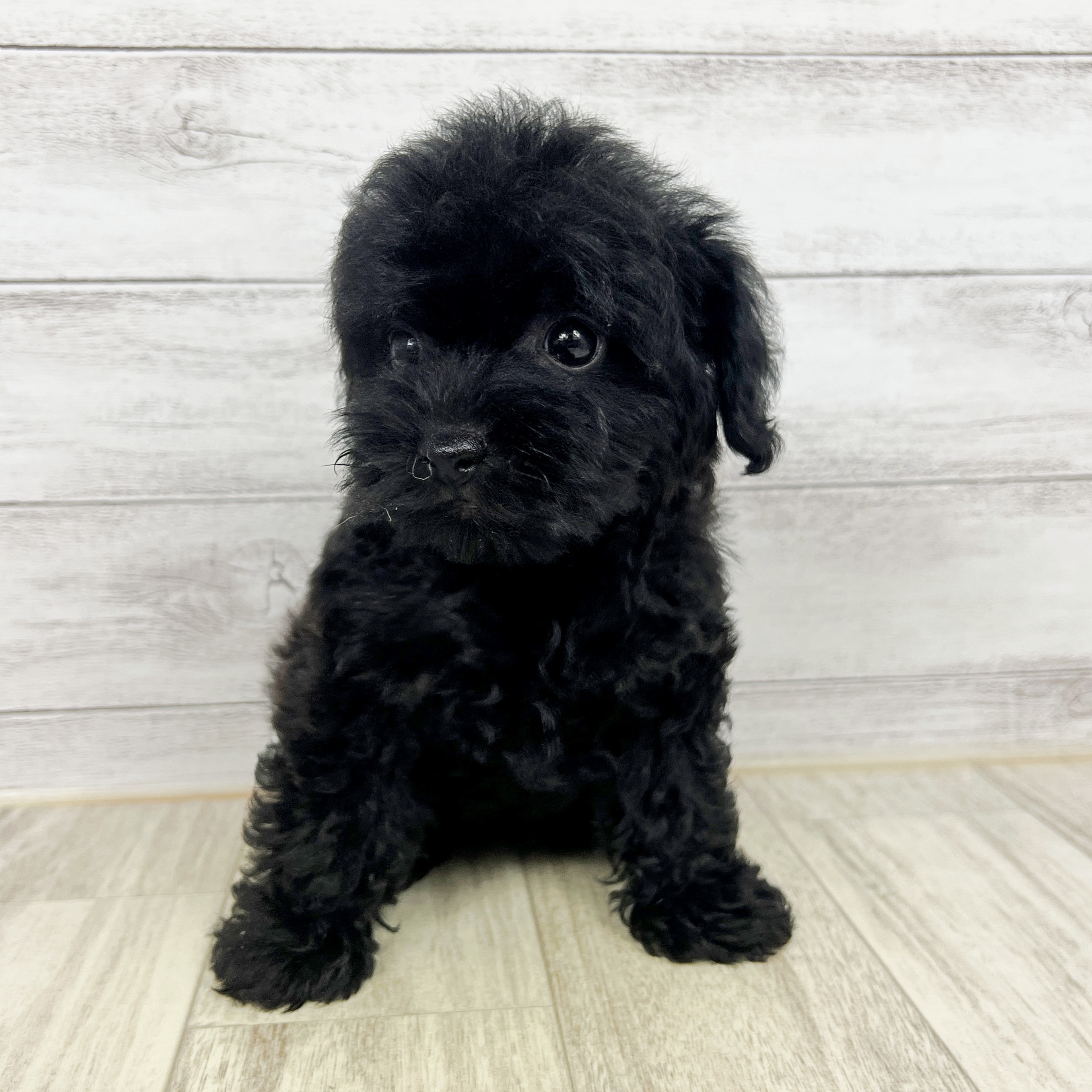 兵庫県のヨープー(ヨークシャーテリア×プードル) (犬の家＆猫の里川西店/2025年8月24日生まれ/女の子/ブラック)の子犬