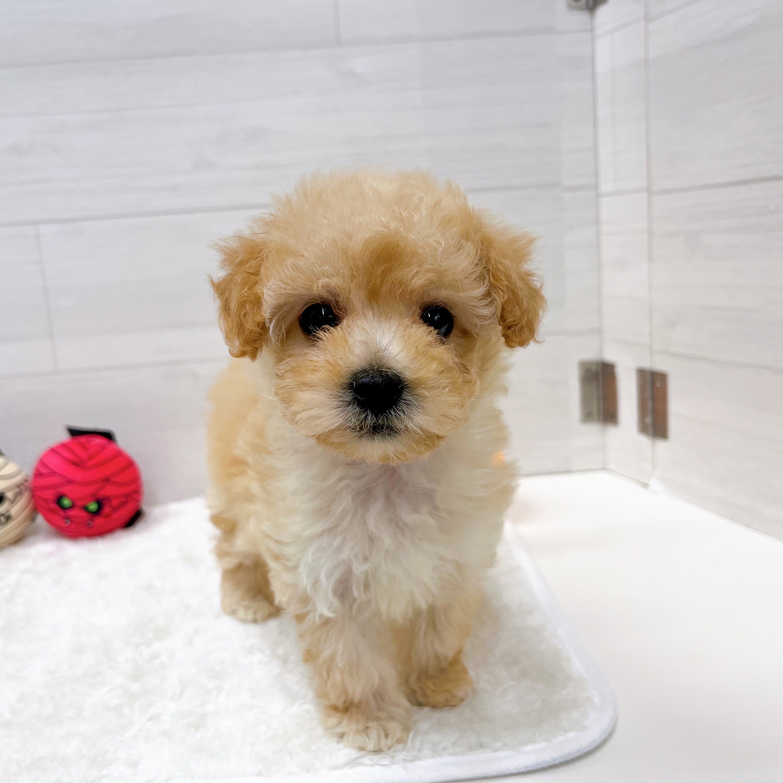 石川県のマルプー(マルチーズ×プードル) (犬の家＆猫の里アミーゴ金沢おこばた店/2025年8月24日生まれ/女の子/アプリコット)の子犬の1枚目の画像