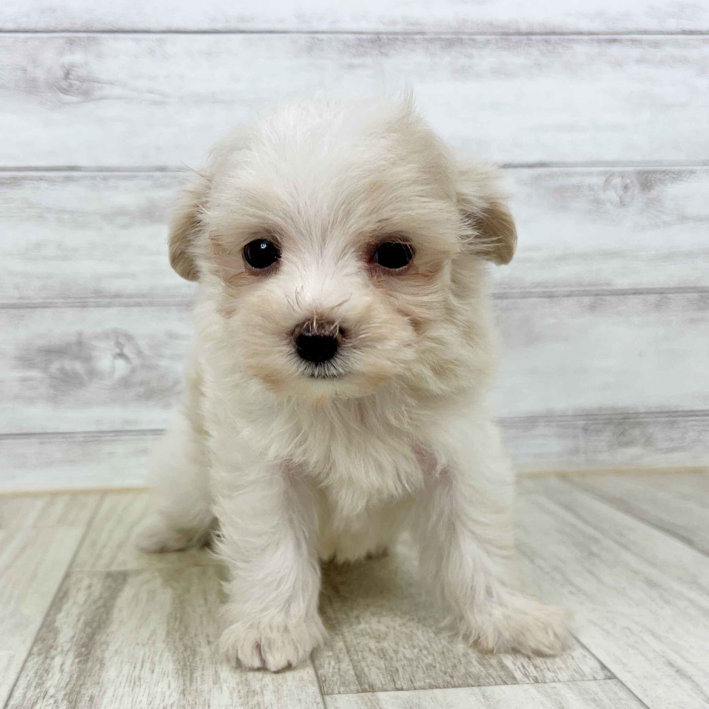 福井県のマルプー(マルチーズ×プードル) (犬の家＆猫の里アミーゴ福井大和田店/2025年8月22日生まれ/男の子/クリーム)の子犬の4枚目の画像