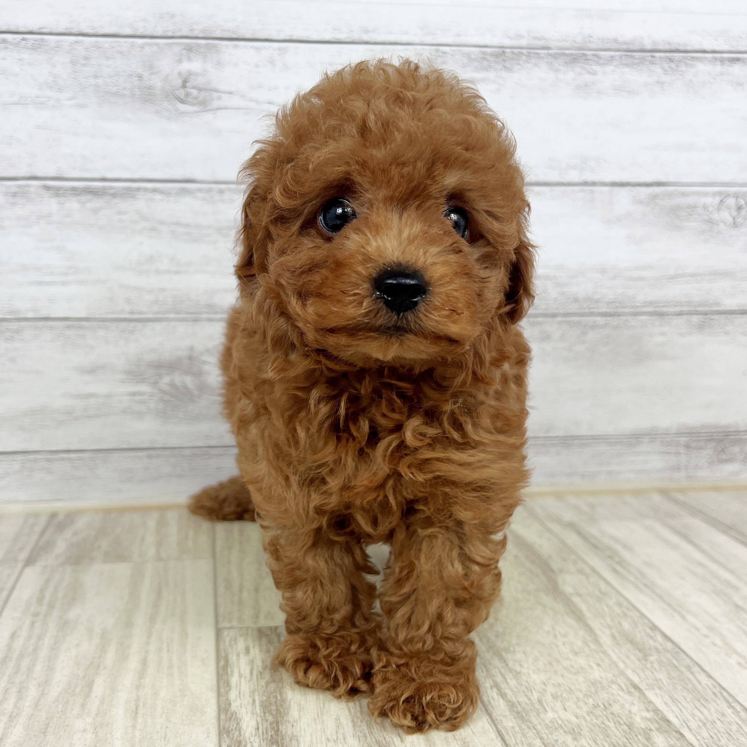 兵庫県のトイプードル(トイ) (犬の家＆猫の里カナート西神戸店/2025年8月21日生まれ/男の子/レッド)の子犬の4枚目の画像