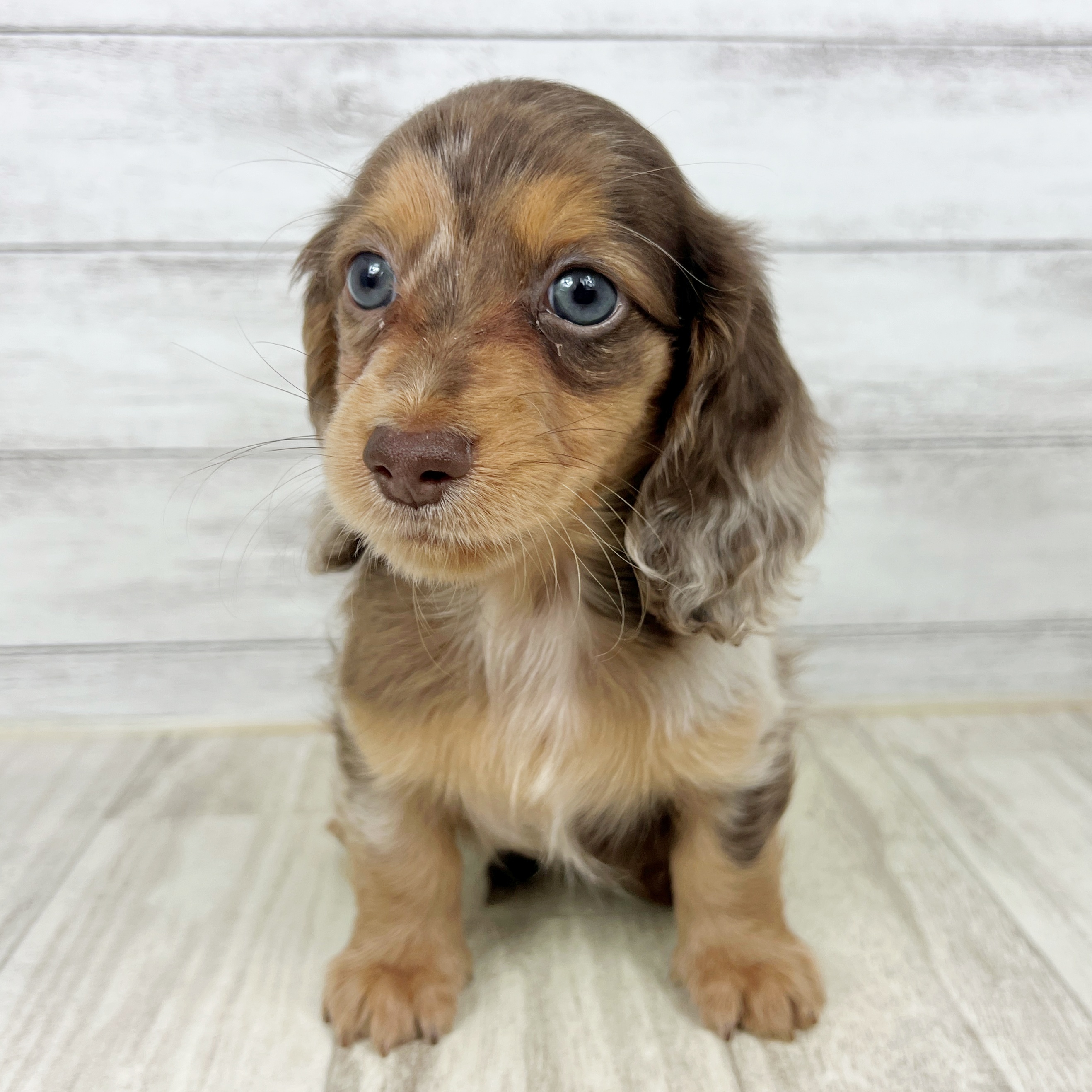 兵庫県のミニチュアダックスフンド(ロング) (犬の家＆猫の里川西店/2025年8月23日生まれ/男の子/チョコレートダップル)の子犬