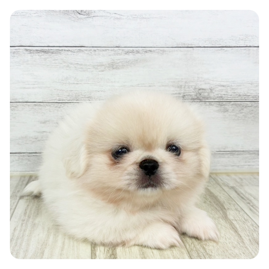 大阪府のペキニーズ (犬の家&猫の里そよら東岸和田店/2025年8月22日生まれ/男の子/ホワイト)の子犬の2枚目の画像