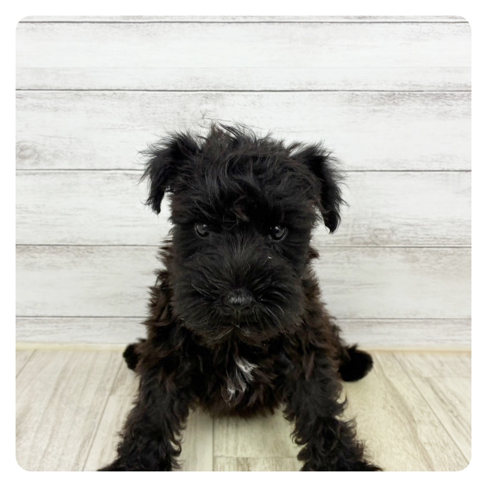 兵庫県のミニチュアシュナウザー (犬の家＆猫の里神戸店/2025年8月18日生まれ/女の子/ブラック)の子犬の1枚目の画像