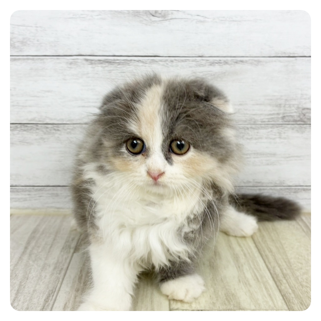兵庫県のスコティッシュフォールド (犬の家＆猫の里川西店/2025年8月22日生まれ/女の子/ダイリュートキャリコ)の子猫