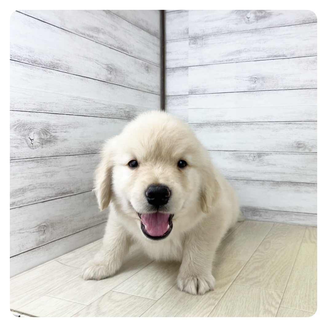 愛知県のゴールデンレトリバー (犬の家＆猫の里豊田店/2025年8月22日生まれ/女の子/ゴールデン)の子犬