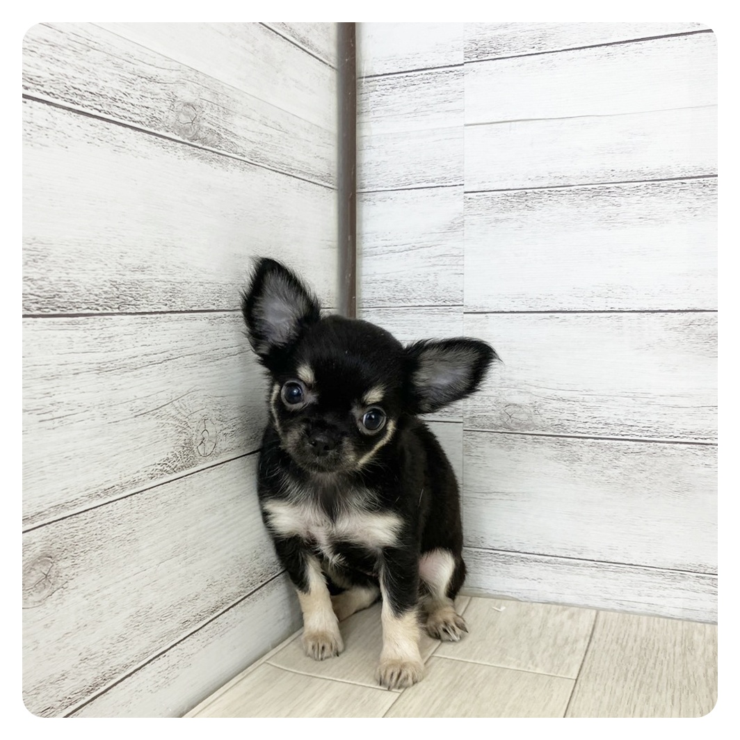 三重県のチワワ(ロング) (犬の家&猫の里三重桑名店/2025年8月23日生まれ/女の子/ブラッククリーム)の子犬の3枚目の画像