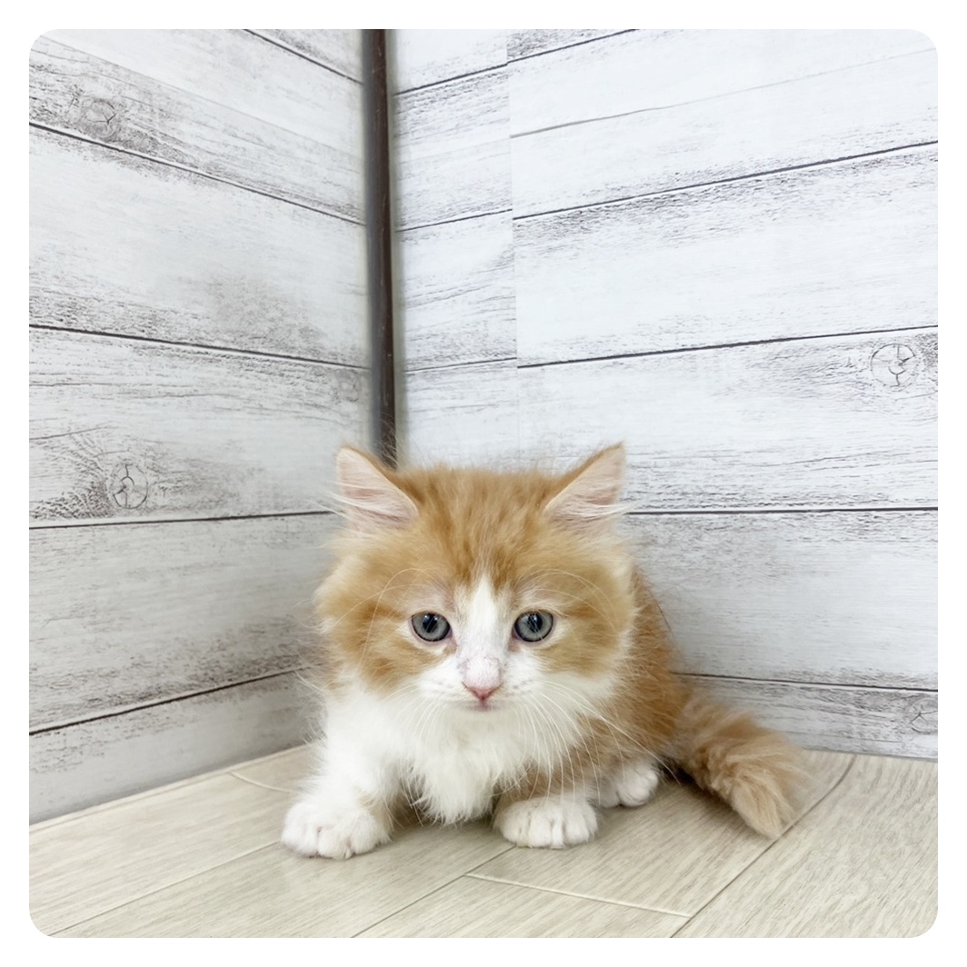 2025年8月22日生まれのミヌエットの5枚目の写真