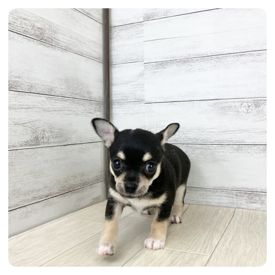 岐阜県のチワワ(スムース) (犬の家＆猫の里岐南店/2025年8月20日生まれ/女の子/ブラッククリームホワイト)の子犬の2枚目の画像