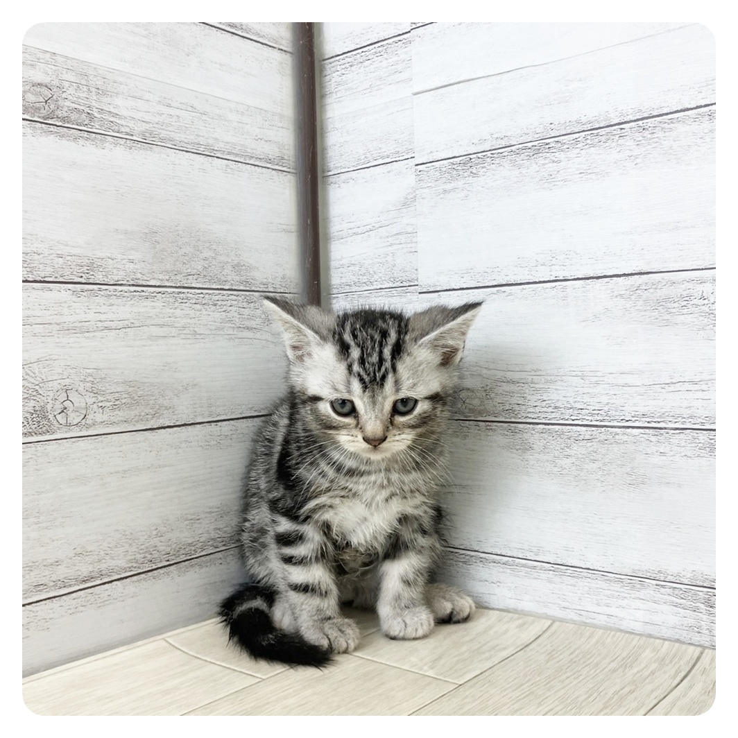 愛知県のアメリカンショートヘアー (犬の家＆猫の里春日井本店/2025年8月24日生まれ/男の子/シルバータビー)の子猫