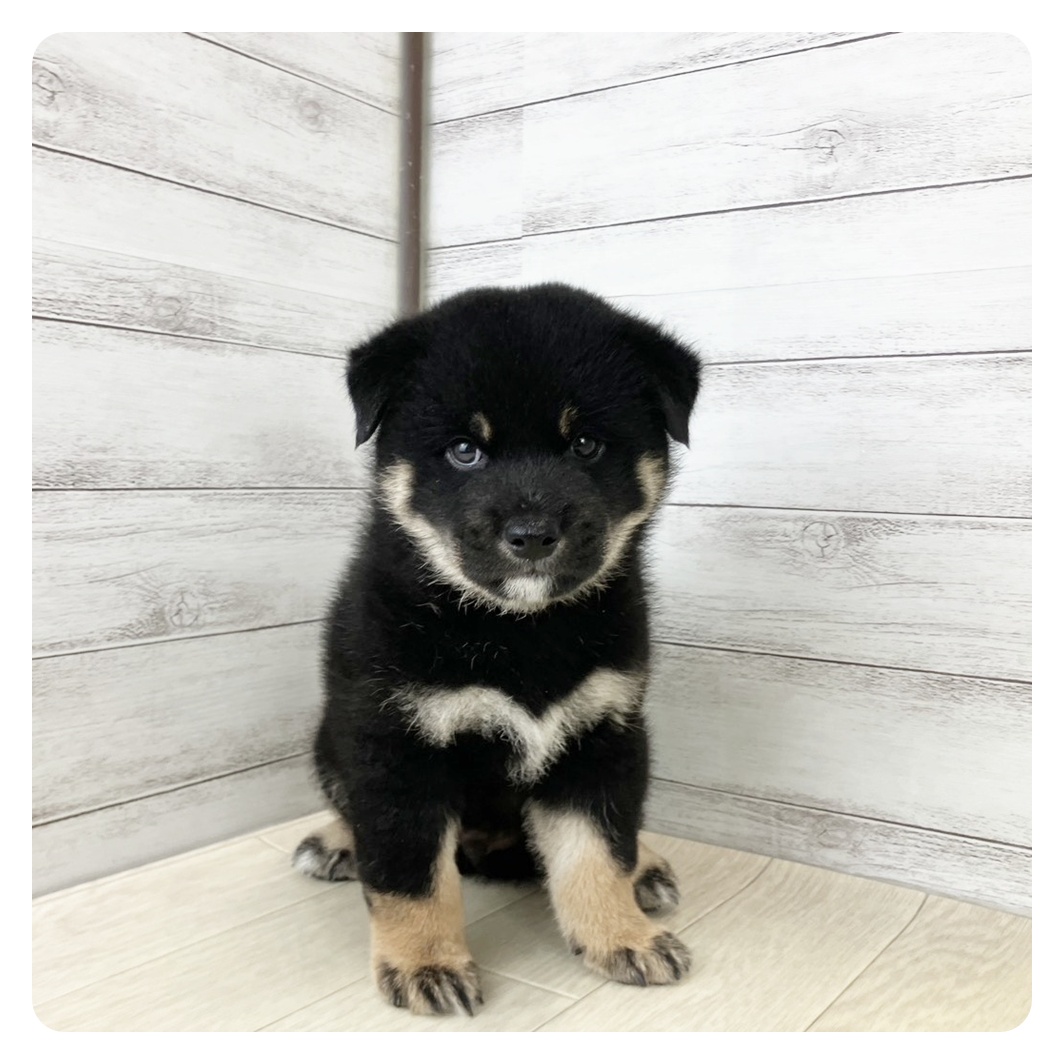 愛知県の柴犬(標準サイズ) (犬の家&猫の里豊田店/2025年8月24日生まれ/男の子/黒)の子犬の2枚目の画像