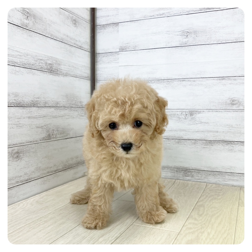 長野県のトイプードル(トイ) (犬の家＆猫の里塩尻店/2025年8月23日生まれ/女の子/アプリコット)の子犬の4枚目の画像