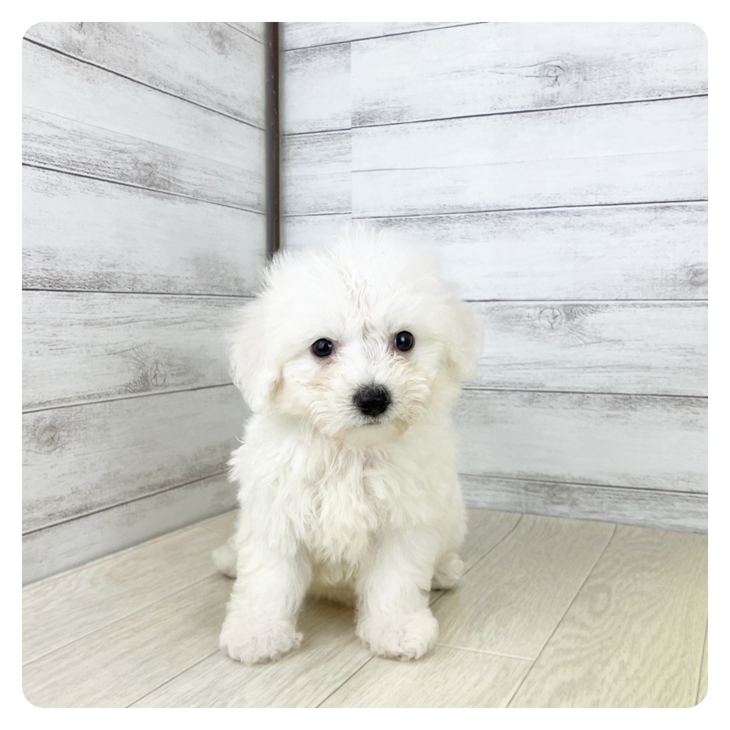 2025年8月24日生まれのビションプー(ビションフリーゼ×プードル)の5枚目の写真