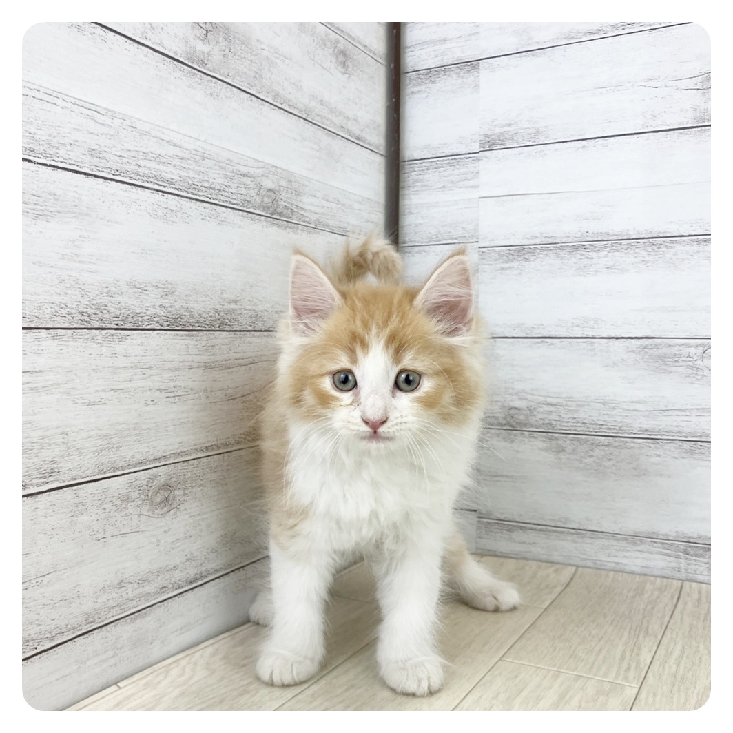 愛知県のノルウェージャンフォレストキャット (犬の家＆猫の里エアポートウォーク店/2025年8月20日生まれ/男の子/レッドタビーホワイト)の子猫の2枚目の画像