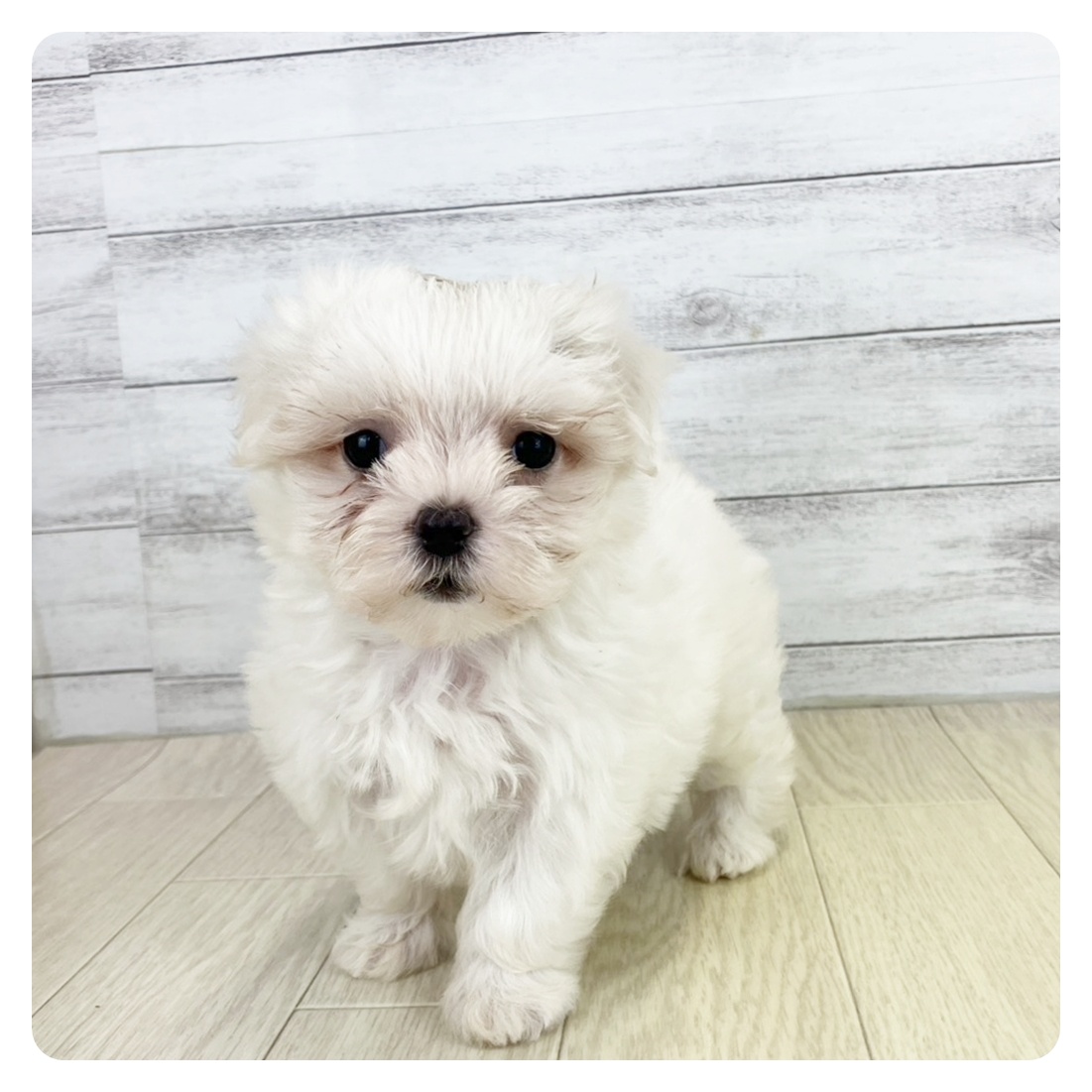 2025年8月20日生まれのマルチーズの4枚目の写真
