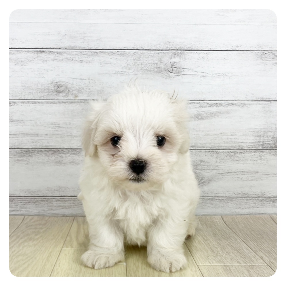 富山県のマルチーズ (犬の家＆猫の里アミーゴ山室店/2025年8月20日生まれ/男の子/ホワイト)の子犬の2枚目の画像