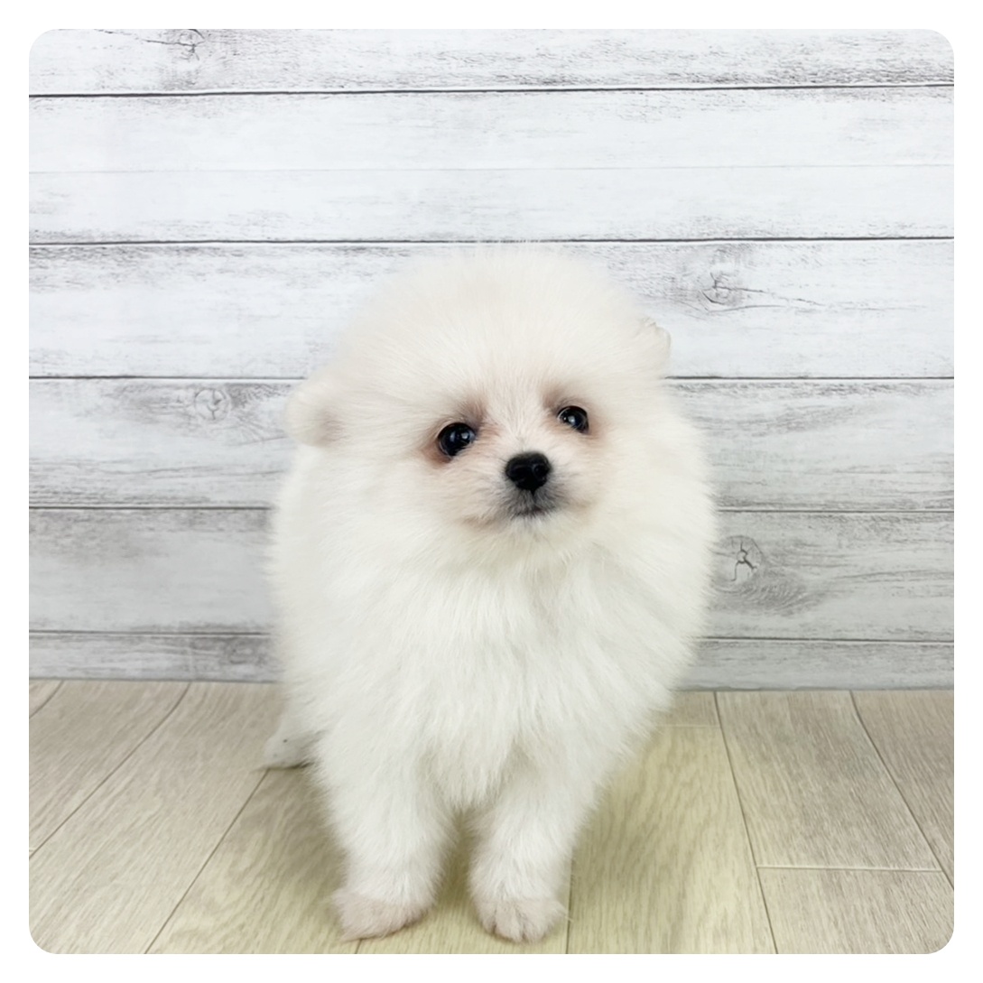 静岡県のポメラニアン (犬の家＆猫の里プレ葉ウォーク浜北店/2025年8月19日生まれ/女の子/クリーム)の子犬の2枚目の画像