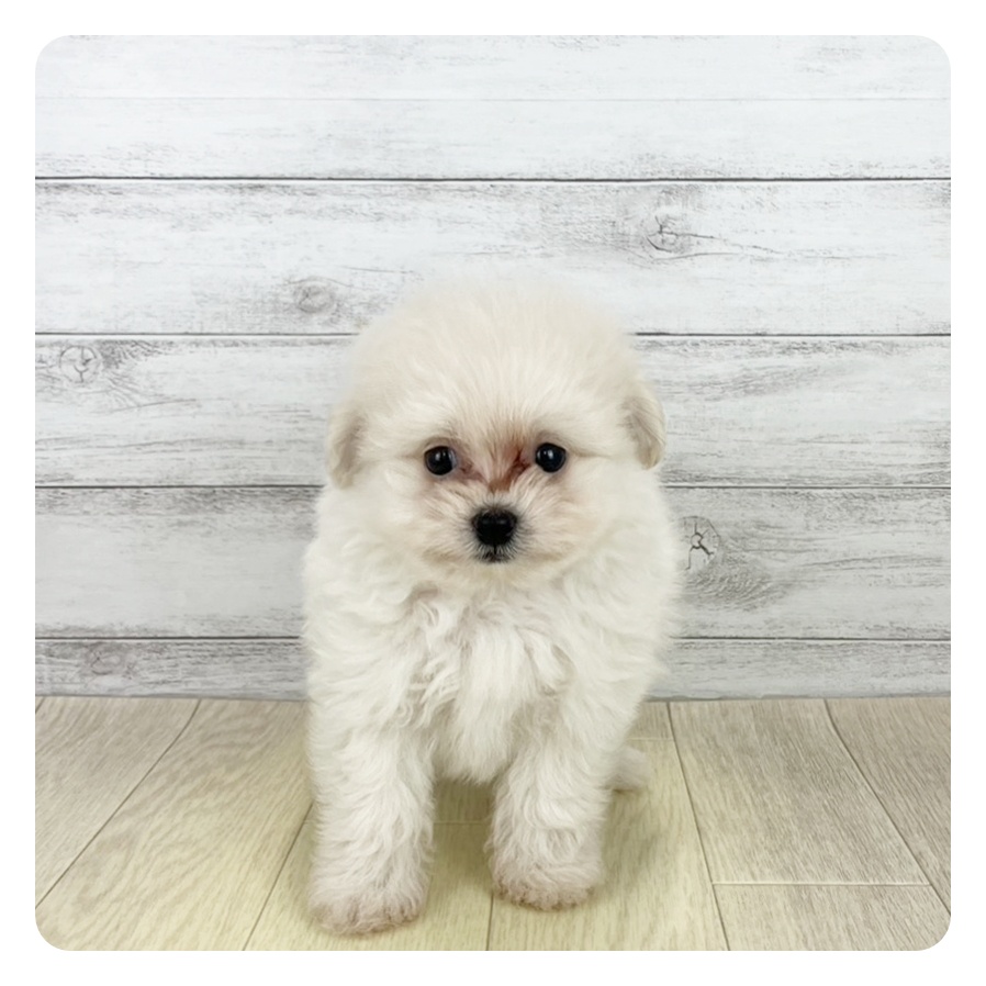 滋賀県のポメプー(ポメラニアン×プードル) (犬の家＆猫の里近江八幡店/2025年8月21日生まれ/女の子/クリーム)の子犬の2枚目の画像