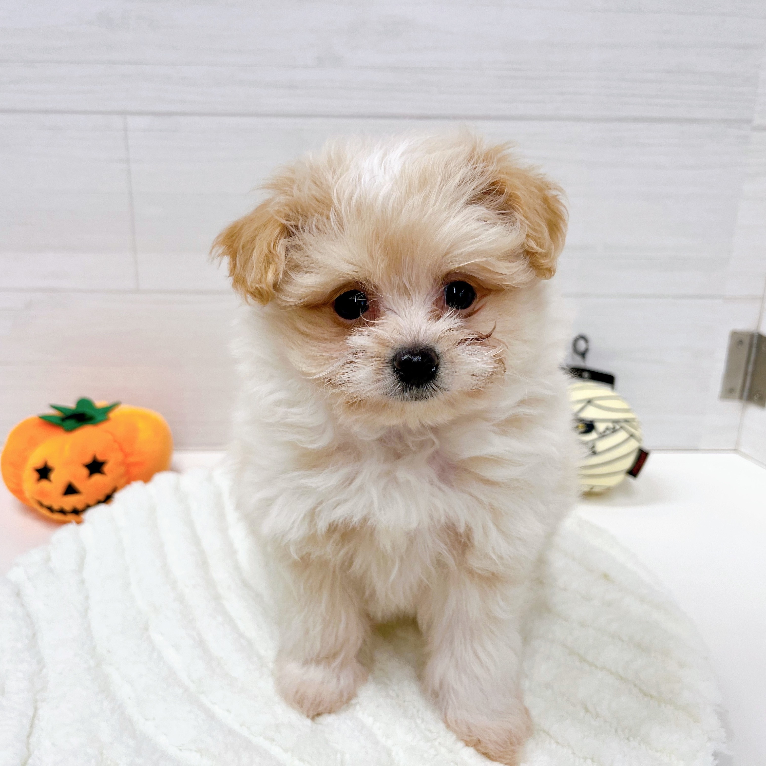 石川県のポメプー(ポメラニアン×プードル) (犬の家＆猫の里アミーゴ金沢おこばた店/2025年8月21日生まれ/女の子/クリームホワイト)の子犬