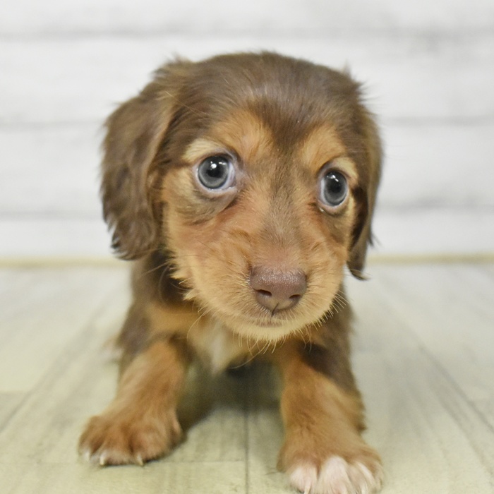 千葉県のミニチュアダックスフンド(ロング) (犬の家＆猫の里BIGHOPガーデンモール印西店/2025年8月26日生まれ/女の子/チョコレートタン)の子犬