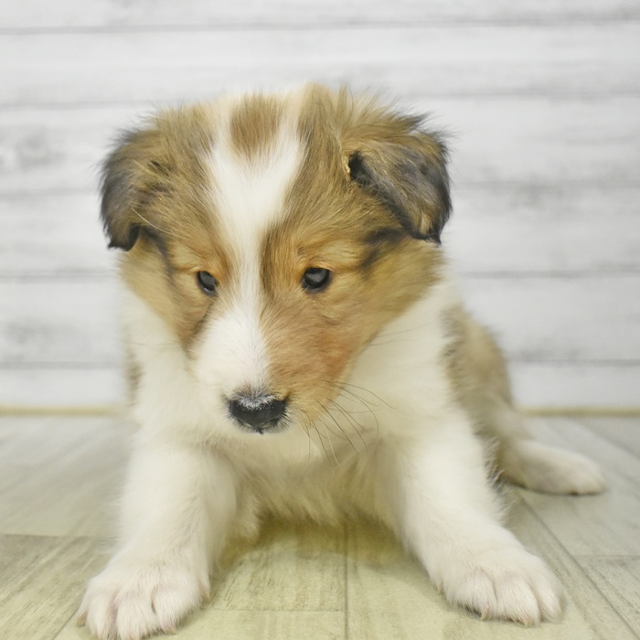 長野県のシェットランドシープドッグ (犬の家＆猫の里長野店/2025年8月25日生まれ/女の子/セーブルホワイト)の子犬の3枚目の画像