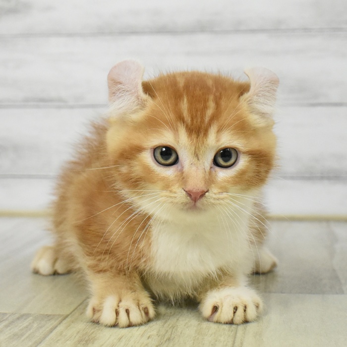静岡県のキンカロー (犬の家＆猫の里富士店/2025年8月26日生まれ/男の子/レッドタビーホワイト)の子猫の2枚目の画像