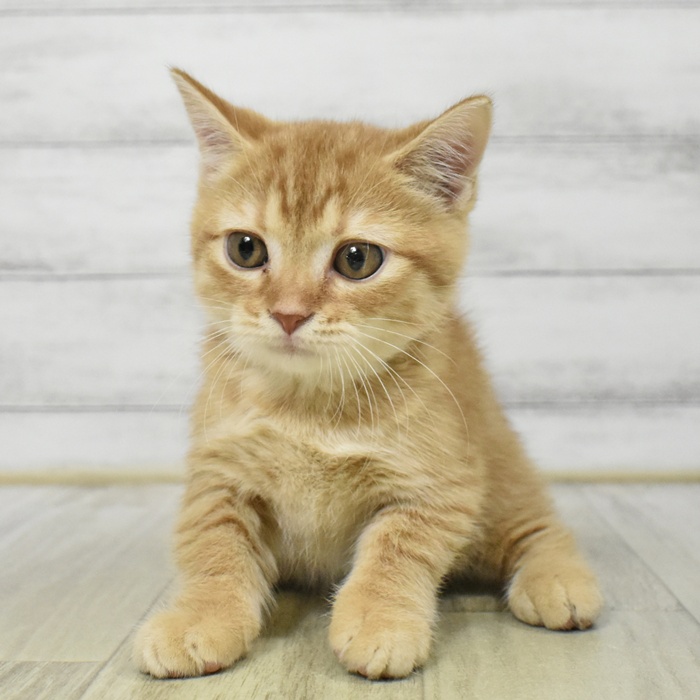 東京都のマンチカン (犬の家＆猫の里新宿店/2025年8月26日生まれ/男の子/レッドタビー)の子猫の4枚目の画像