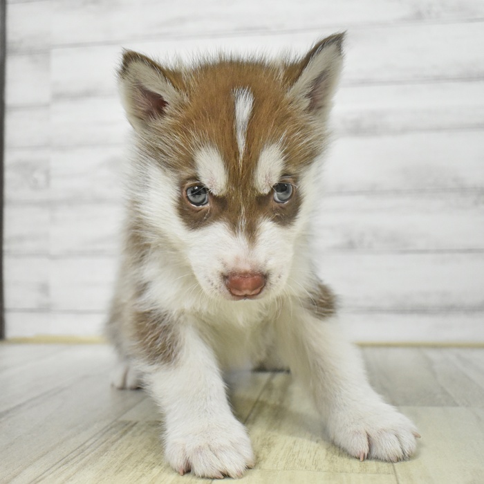 長野県のシベリアンハスキー (犬の家＆猫の里塩尻店/2025年8月26日生まれ/男の子/チョコレートホワイト)の子犬の3枚目の画像