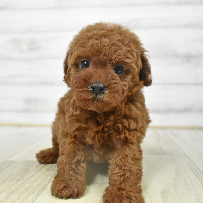 愛知県のトイプードル(トイ) (犬の家＆猫の里豊川インター店/2025年8月25日生まれ/女の子/レッド)の子犬