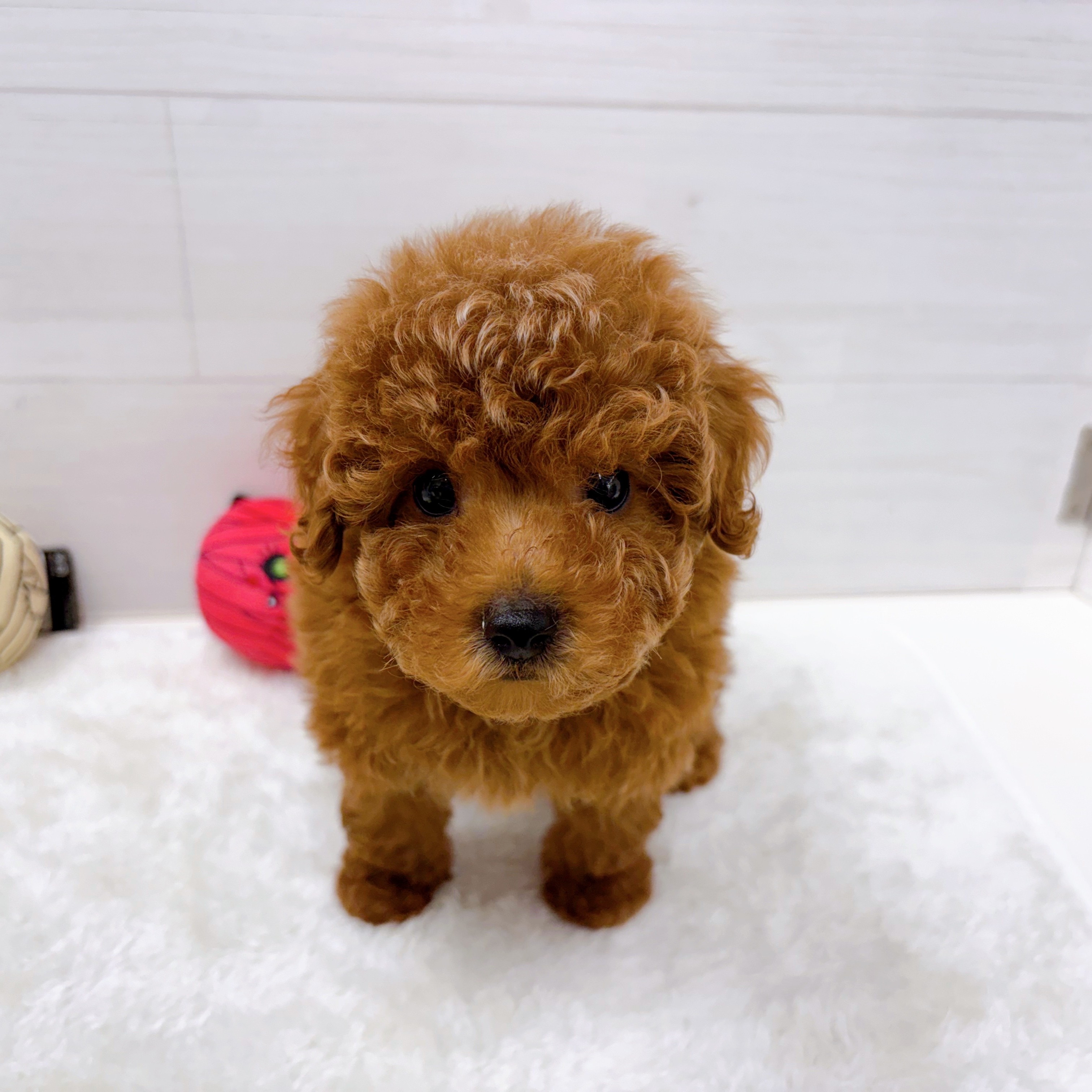 石川県のトイプードル(トイ) (犬の家＆猫の里アミーゴ金沢おこばた店/2025年8月24日生まれ/男の子/レッド)の子犬