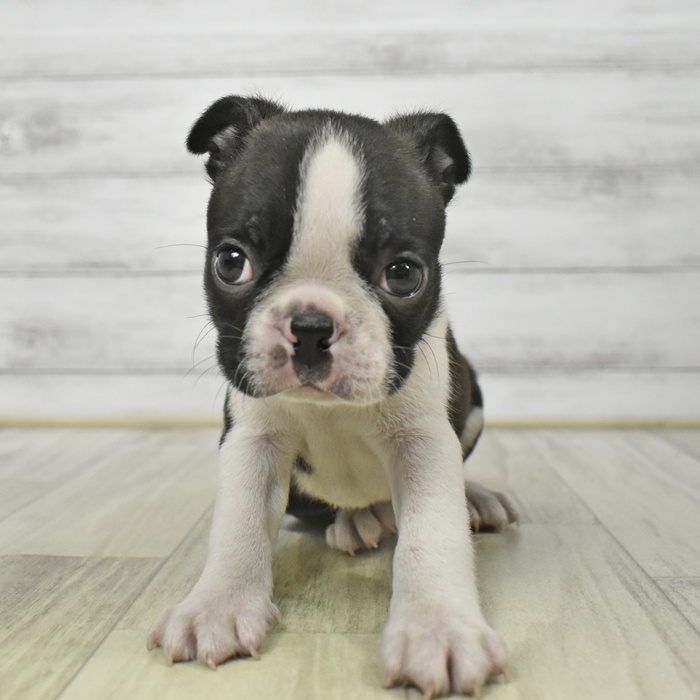 長野県のボストンテリア (犬の家＆猫の里塩尻店/2025年8月24日生まれ/男の子/ボストンカラー)の子犬の2枚目の画像