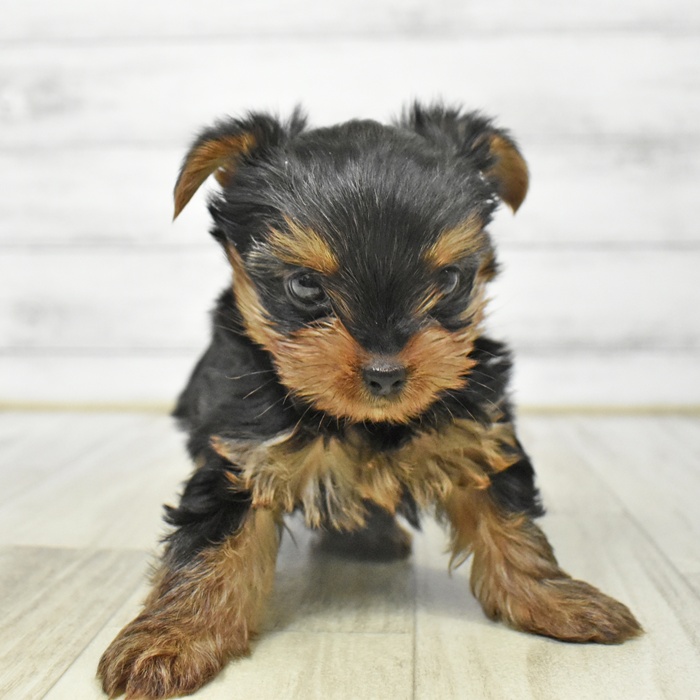 静岡県のヨークシャーテリア (犬の家＆猫の里プレ葉ウォーク浜北店/2025年8月25日生まれ/女の子/スチールブルータン)の子犬の4枚目の画像