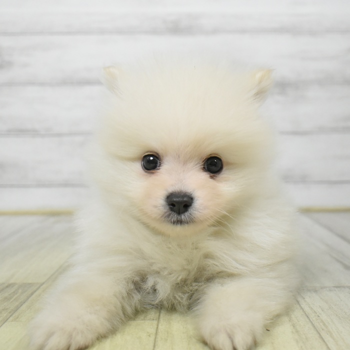 愛知県のポメラニアン (犬の家＆猫の里春日井本店/2025年8月24日生まれ/男の子/ホワイト)の子犬の2枚目の画像