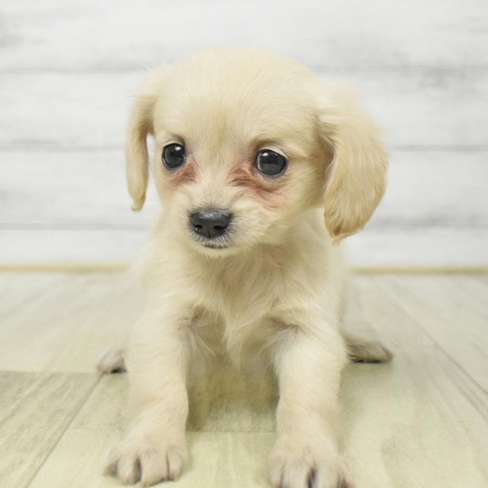 愛知県のチワックス(チワワ×ダックス) (犬の家＆猫の里春日井本店/2025年8月23日生まれ/女の子/クリーム)の子犬の2枚目の画像