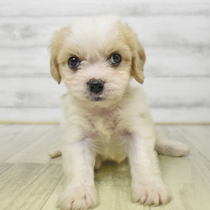 神奈川県のハーフ犬・ミックス犬 (犬の家＆猫の里モザイクモール港北店/2025年8月22日生まれ/女の子/ブレンハイム)の子犬