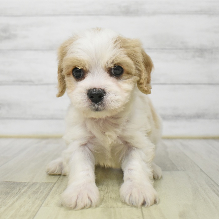愛知県のハーフ犬・ミックス犬 (犬の家＆猫の里豊田店/2025年8月22日生まれ/女の子/ブレンハイム)の子犬