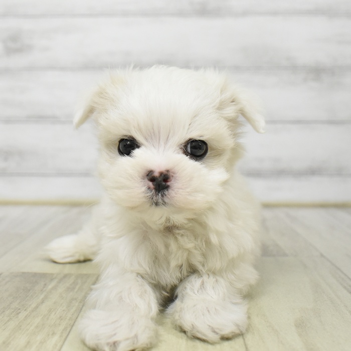 愛知県のマルチーズ (犬の家＆猫の里豊川インター店/2025年8月24日生まれ/男の子/ホワイト)の子犬