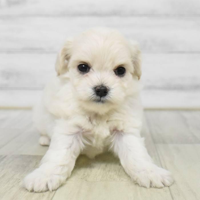 静岡県のチワプー/プーチー(チワワ×プードル) (犬の家＆猫の里プレ葉ウォーク浜北店/2025年8月26日生まれ/女の子/クリーム)の子犬の3枚目の画像