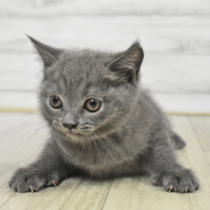 千葉県のブリティッシュショートヘアー (犬の家＆猫の里BIGHOPガーデンモール印西店/2025年8月26日生まれ/女の子/ブルー)の子猫の4枚目の画像