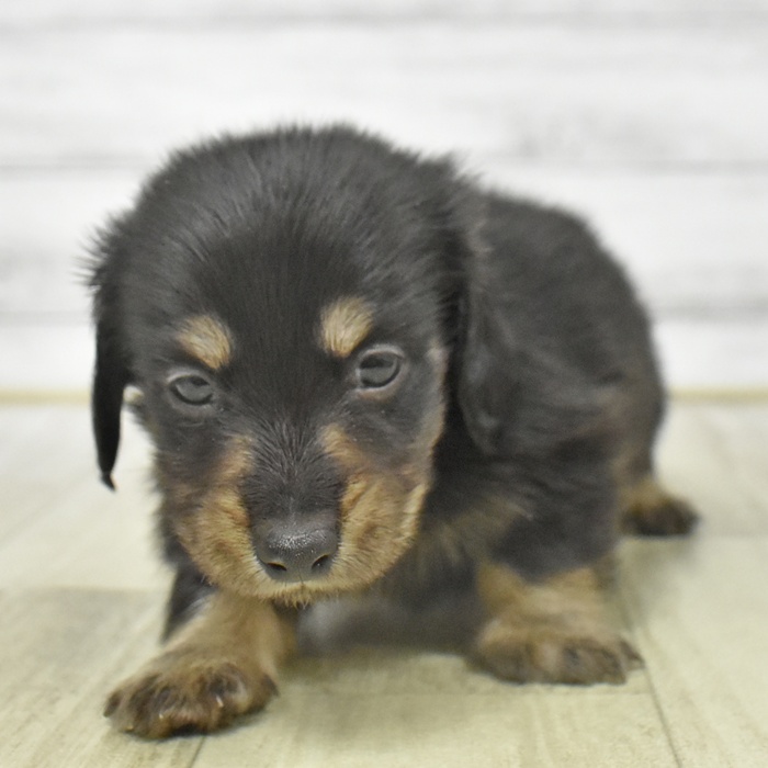 神奈川県のミニチュアダックスフンド(ロング) (犬の家＆猫の里小田原店/2025年8月26日生まれ/男の子/ブラックイエロー)の子犬
