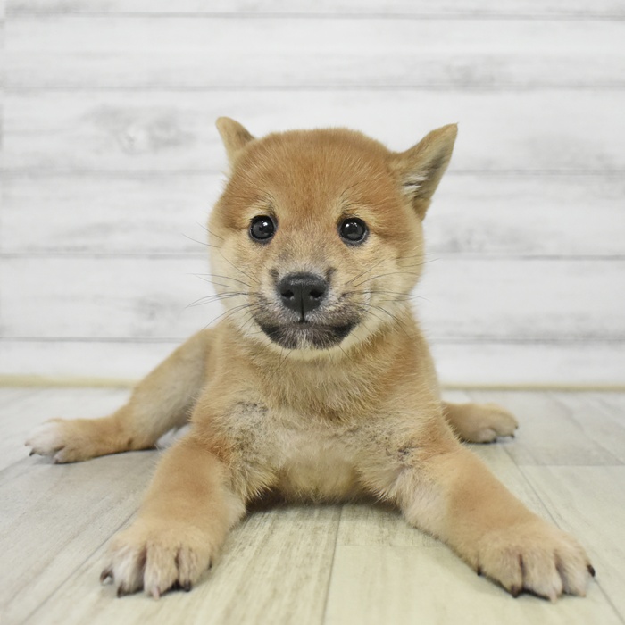 富山県の柴犬(標準サイズ) (犬の家＆猫の里アミーゴ高岡蓮花寺店/2025年8月26日生まれ/男の子/赤)の子犬の2枚目の画像
