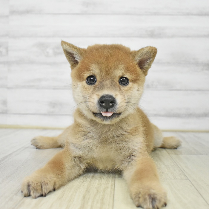 静岡県の柴犬(標準サイズ) (犬の家＆猫の里藤枝店/2025年8月26日生まれ/女の子/赤)の子犬の3枚目の画像