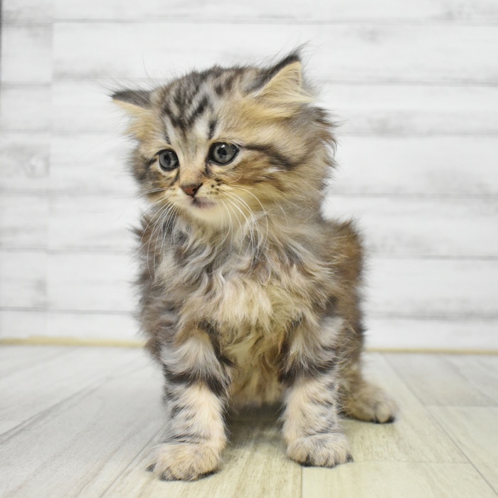 千葉県のマンチカン (犬の家＆猫の里ワンズモール稲毛店/2025年8月23日生まれ/女の子/シルバーパッチドタビー)の子猫の3枚目の画像