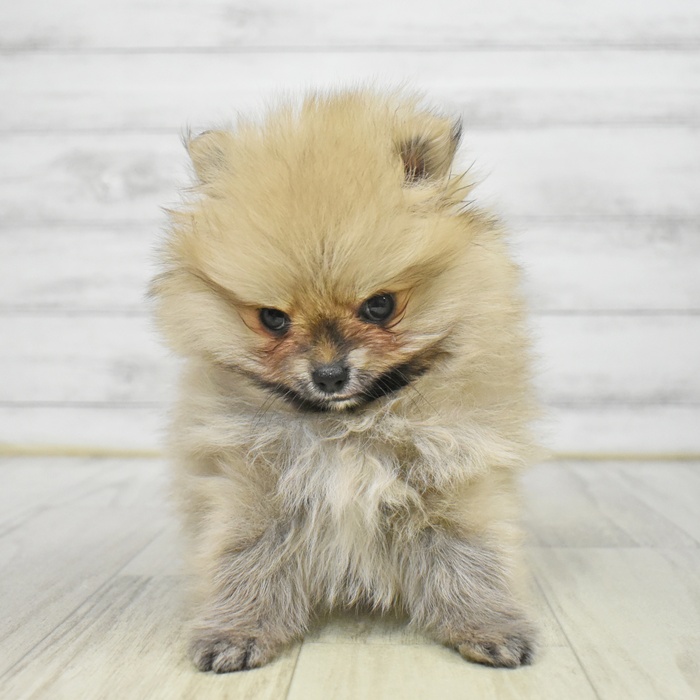 静岡県のポメラニアン (犬の家＆猫の里藤枝店/2025年8月25日生まれ/女の子/オレンジ)の子犬の2枚目の画像