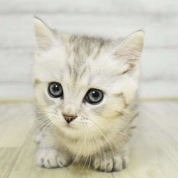 神奈川県のマンチカン (犬の家＆猫の里モザイクモール港北店/2025年8月26日生まれ/男の子/シルバータビー)の子猫の2枚目の画像