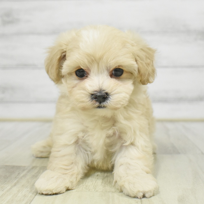 静岡県のマルプー(マルチーズ×プードル) (犬の家＆猫の里藤枝店/2025年8月25日生まれ/女の子/クリーム)の子犬の2枚目の画像